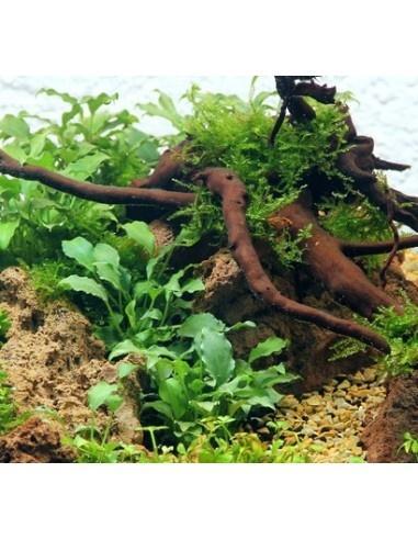 Tropica Schismatoglottis prietoi lIMITED EDITION - In Vitro, Animaux & Accessoires, Poissons | Aquariums & Accessoires, Envoi