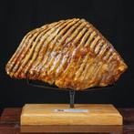 Grande molaire fossile de Mammuthus primigenius – Adulte –, Nieuw