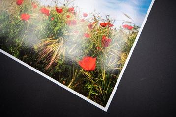 Viet Ha Tran - Poppy field I