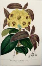 Lot of 4 lithographs, hand finished - Stroobant (1814-1872)
