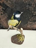 Koolmees Taxidermie volledige montage - Parus major - 15 cm, Nieuw