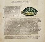 Conrad Gessner (1516-1565) - Hand coloured woodcut - Turtles, Antiek en Kunst, Antiek | Boeken en Manuscripten