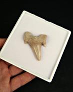 Haai - Fossiele tand - Otodus obliquus Calidad Alta (Zonder