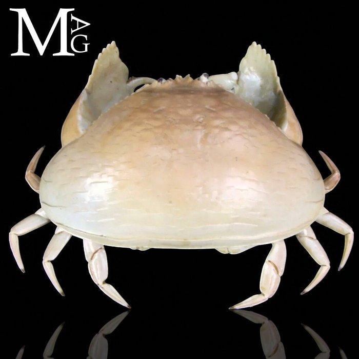 Calappa Calappa uit de Filipijnen – Gedroogde krab voor de, Antiquités & Art, Curiosités & Brocante