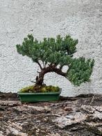 Jeneverbes bonsai (Juniperus) - Hoogte (boom): 19 cm -