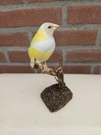 Gould amadine Support de corps entier pour taxidermie -, Nieuw