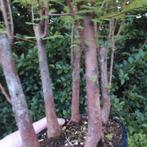 Kustmammoetboom bonsai (Sequoia) - Hoogte (boom): 30 cm -