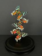 Madagascan Moon Moth Support de corps entier pour taxidermie