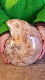 Ammoniet - Gefossiliseerd dier - Aioloceras (Cleoniceras), Verzamelen, Nieuw