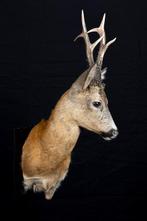 Reebok Taxidermie volledige montage - Capreolus capreolus -, Verzamelen, Nieuw