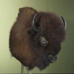Amerikaanse Bizon Taxidermie Opgezette Dieren By Max, Ophalen of Verzenden, Nieuw, Wild dier, Opgezet dier