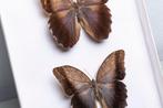 Caligo uilvlinders - Brassolini - Satyrinae Taxidermie, Verzamelen, Nieuw