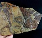 Spectaculair grapoliet met buitengewone conservering!!! -, Verzamelen