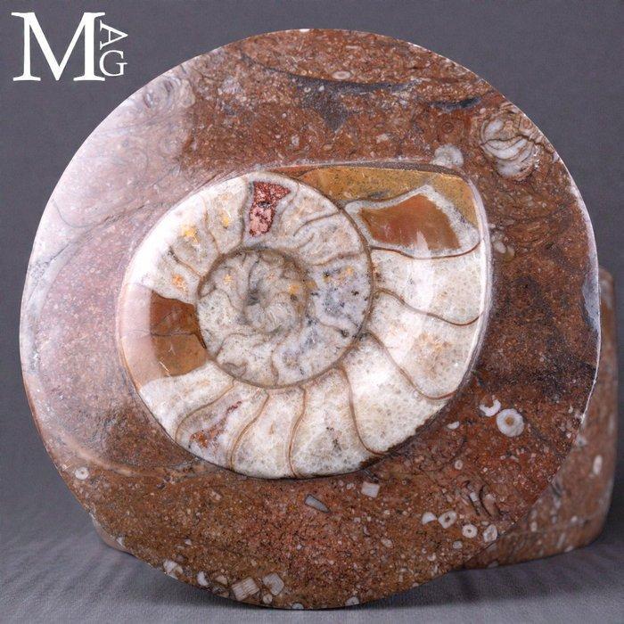 Ronde sieradendoos - fossiele matrix met ammoniet en, Collections, Minéraux & Fossiles