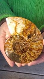 Ammoniet - Gefossiliseerd dier - Aioloceras (Cleoniceras)