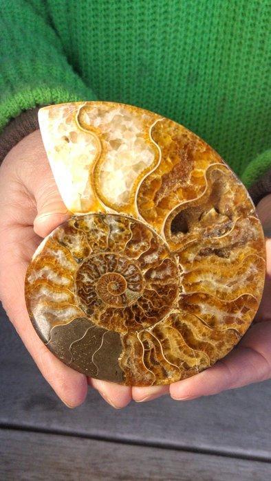 Ammoniet - Gefossiliseerd dier - Aioloceras (Cleoniceras), Collections, Minéraux & Fossiles