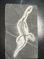 Fossiel reptiel: Juveniele Keichousaurus - Gefossiliseerd
