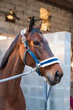 paard te koop, Ophalen, Nieuw