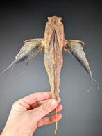 Gurnard volant oriental Support de corps entier pour