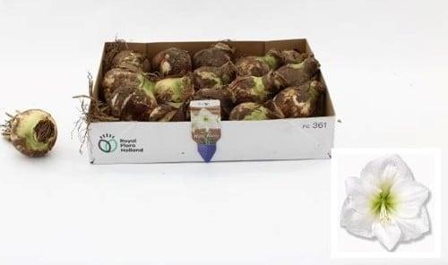 Bloembol Amaryllis Wit, Huis en Inrichting, Woonaccessoires | Kunstplanten en Kunstbloemen, Nieuw