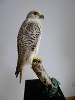 Valk Taxidermie volledige montage - Falco rusticolus - with, Nieuw