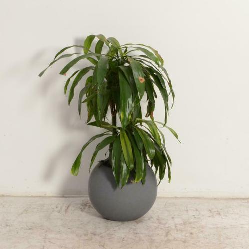 Officenow kamerplant +/- 85 x 35 cm, incl. grijze pot