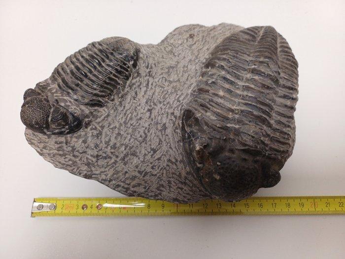 Trilobiet - Fossiele matrix - 18 cm - 23 cm, Verzamelen, Mineralen en Fossielen