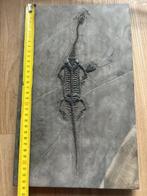 Zeereptiel - Gefossiliseerd dier - Fossil de Keichousaurus -