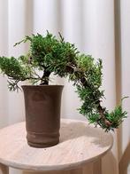Jeneverbes bonsai (Juniperus) - Hoogte (boom): 13 cm -, Antiek en Kunst