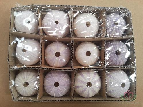 Zeeegel violet, 12 stuks, Hobby en Vrije tijd, Knutselen, Nieuw