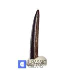 Topzuiver Nigersaurus taqueti, een rebbachisaurid sauropode, Verzamelen