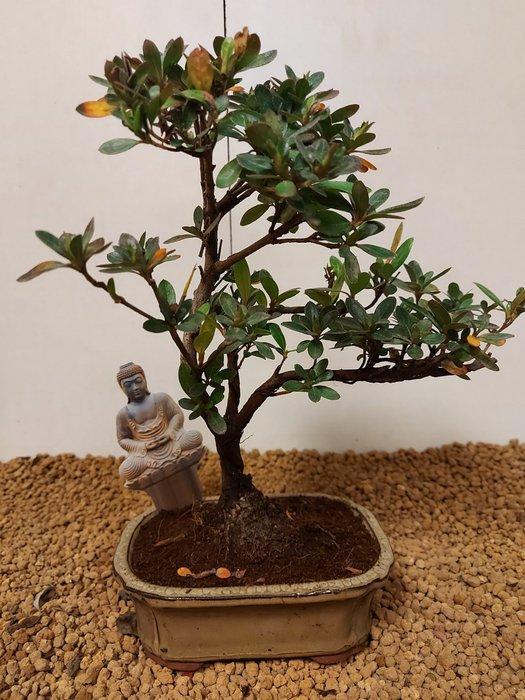 Azalea bonsai (Rhododendron) - Hoogte (boom): 24 cm - Diepte, Antiek en Kunst, Curiosa en Brocante