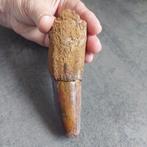 Dinosaurus - Fossiele tand - Spinosaurus aegyptiacus - 125, Verzamelen, Mineralen en Fossielen