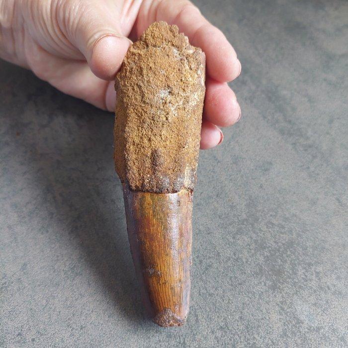 Dinosaurus - Fossiele tand - Spinosaurus aegyptiacus - 125, Verzamelen, Mineralen en Fossielen