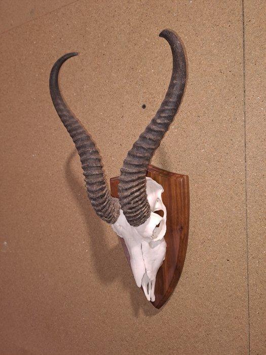 Springbok Taxidermie wandmontage - Antidorcas marsupialis -, Collections, Collections Animaux