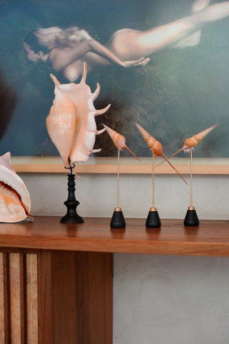 Ingewikkelde set van 3 Tibia Fusus op aangepaste standaards, Antiek en Kunst, Kunst | Designobjecten
