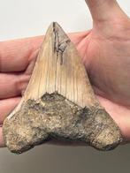 Megadolon tand 9,8 cm - Fossiele tand - Carcharocles, Nieuw