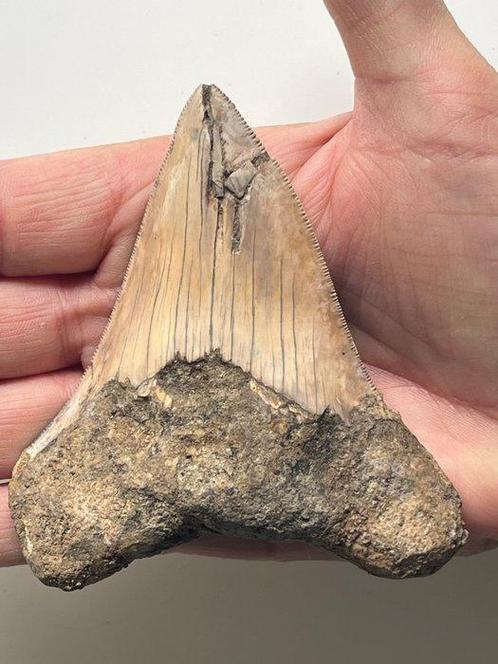 Megadolon tand 9,8 cm - Fossiele tand - Carcharocles, Verzamelen, Dierenverzamelingen