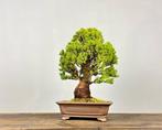 Spar bonsai (Picea) - Hoogte (boom): 36 cm - Diepte (boom):