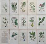 James Edward Smith (1759/ 1828) - James Sowerby (1757/ 1822)