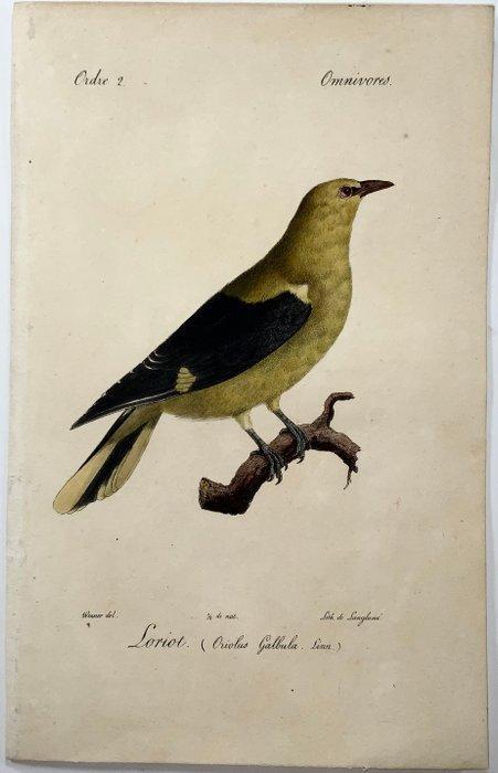 Lot of 6 hand coloured lithographs by Werner (J C) and C J, Antiek en Kunst, Antiek | Boeken en Manuscripten