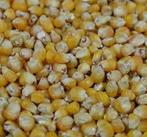 Franse  volle maïs  - 20 kg, Dieren en Toebehoren, Dierenvoeding