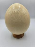 Struisvogel Ei - Struthio camelus - 19 cm - 12 cm - 12 cm