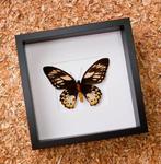 Priams Birdwing, aka Common Green Birdwing - female, Antiek en Kunst