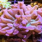 Euphyllia Paraancora (Paars) (2 koppen), Dieren en Toebehoren, Vissen | Aquariumvissen