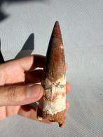 Dinosaurus - Fossiele tand - Spinosaurus aegyptiacus - 14.4, Verzamelen, Mineralen en Fossielen
