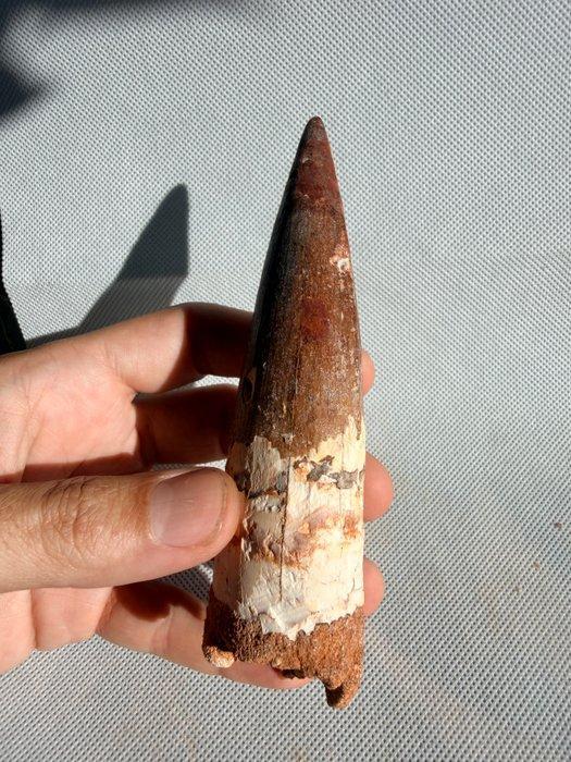 Dinosaurus - Fossiele tand - Spinosaurus aegyptiacus - 14.4, Verzamelen, Mineralen en Fossielen