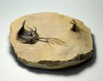 Stekelige trilobieten - Gefossiliseerd dier - Walliserops