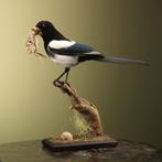 Ekster met Prooi Taxidermie Opgezette Dieren By Max, Ophalen of Verzenden, Nieuw, Vogel, Opgezet dier