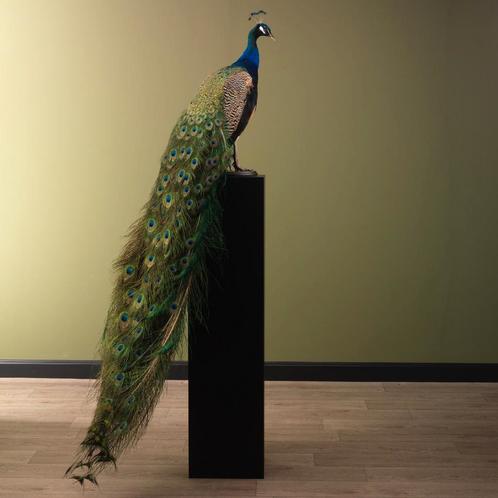 Blauwe Pauw Taxidermie Opgezette Dieren By Max, Verzamelen, Dierenverzamelingen, Opgezet dier, Nieuw, Vogel, Ophalen of Verzenden